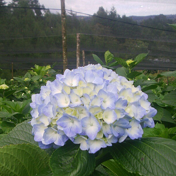 Hydrangeas | Colombia